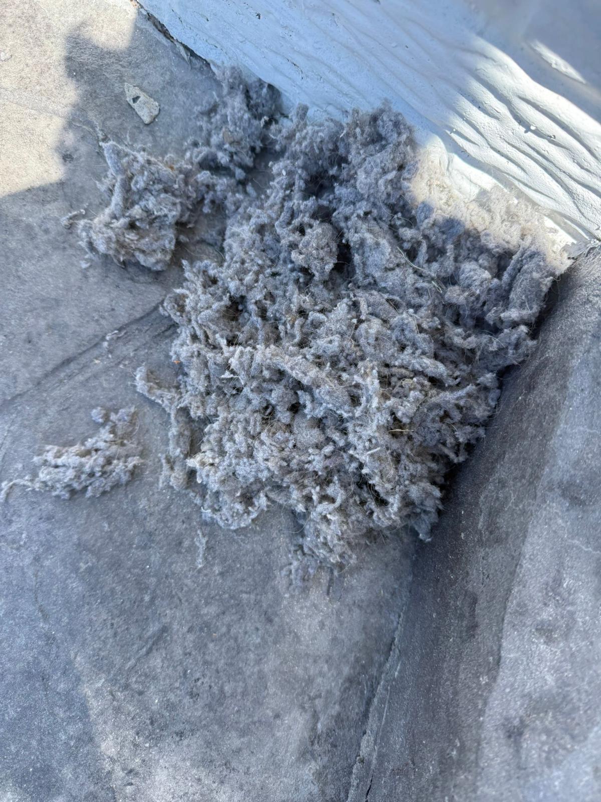 Exterior dryer vent cap — clogged with lint